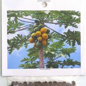 May include: A close-up of a papaya tree with ripe yellow papaya fruit growing on it. The tree is in a tropical setting with green leaves and a blue sky in the background. The text "Hawaii's Papaya Fruit (Carica papaya)" is printed on the card.