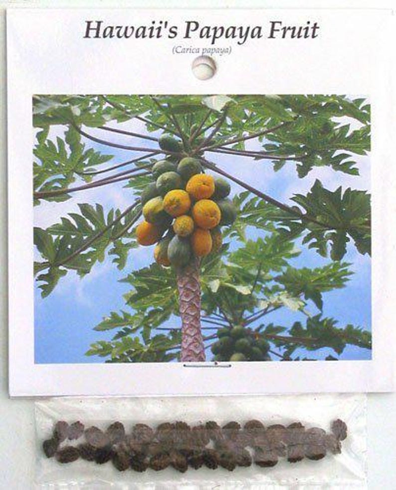 May include: A close-up of a papaya tree with ripe yellow papaya fruit growing on it. The tree is in a tropical setting with green leaves and a blue sky in the background. The text "Hawaii's Papaya Fruit (Carica papaya)" is printed on the card.