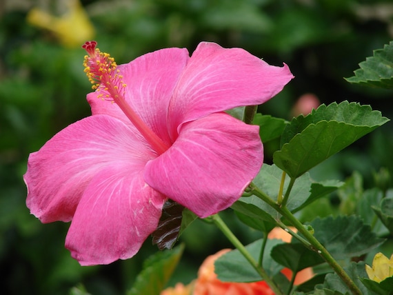 Hawaiian Pink Hibiscus Cutting - 1 Pack - Etsy 日本