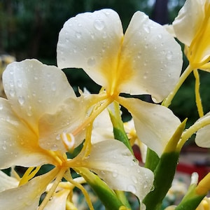 Hawaiian White Ginger Hedychium Coronarium Plant Rhizome Roots