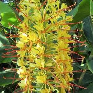 May include: A close-up of a yellow ginger flower with long, red stamens. The flower is in full bloom, with many small, yellow petals and green leaves in the background. The flower is a vibrant and eye-catching display of nature's beauty.