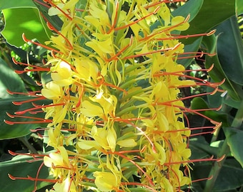 Regal Kahili Yellow Ginger Hedychium gardnerianum Roots and Plants