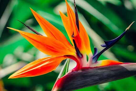 【新品】Aloha Blossom Birds Of Paradise 42 Bird of Paradise - Seeds