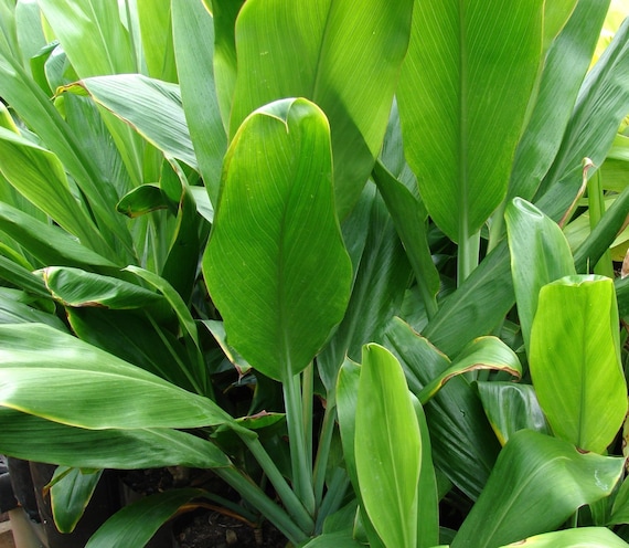 Hawaiian Tropical Ti Plant Logs 1 Green Leaf Log & 1 Red - Etsy