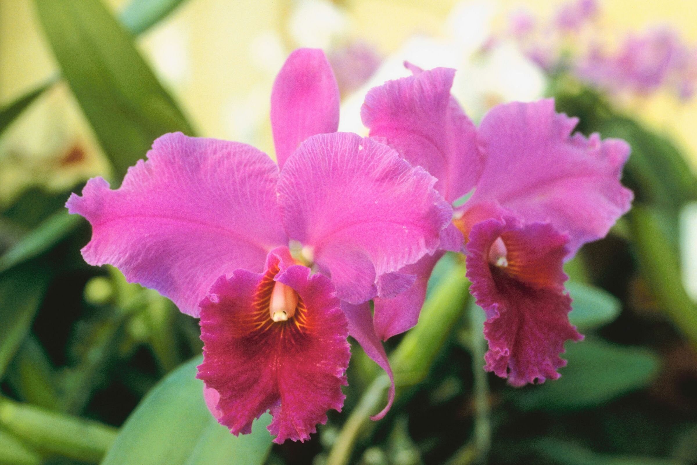 Cattleya Orchid Starter Plant | Etsy