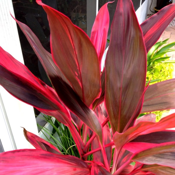 Hawaiian Ti Plant Live Tropcial Ti Plants Red Leaves - 1 Starter Plant 4 - 8 Inches tall in 2.5 pot