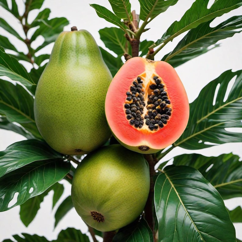 Seeds, Hawaiian Papaya Tropical Fruit Tree, Exotic Variety, Grow Indoor Outdoor image 10