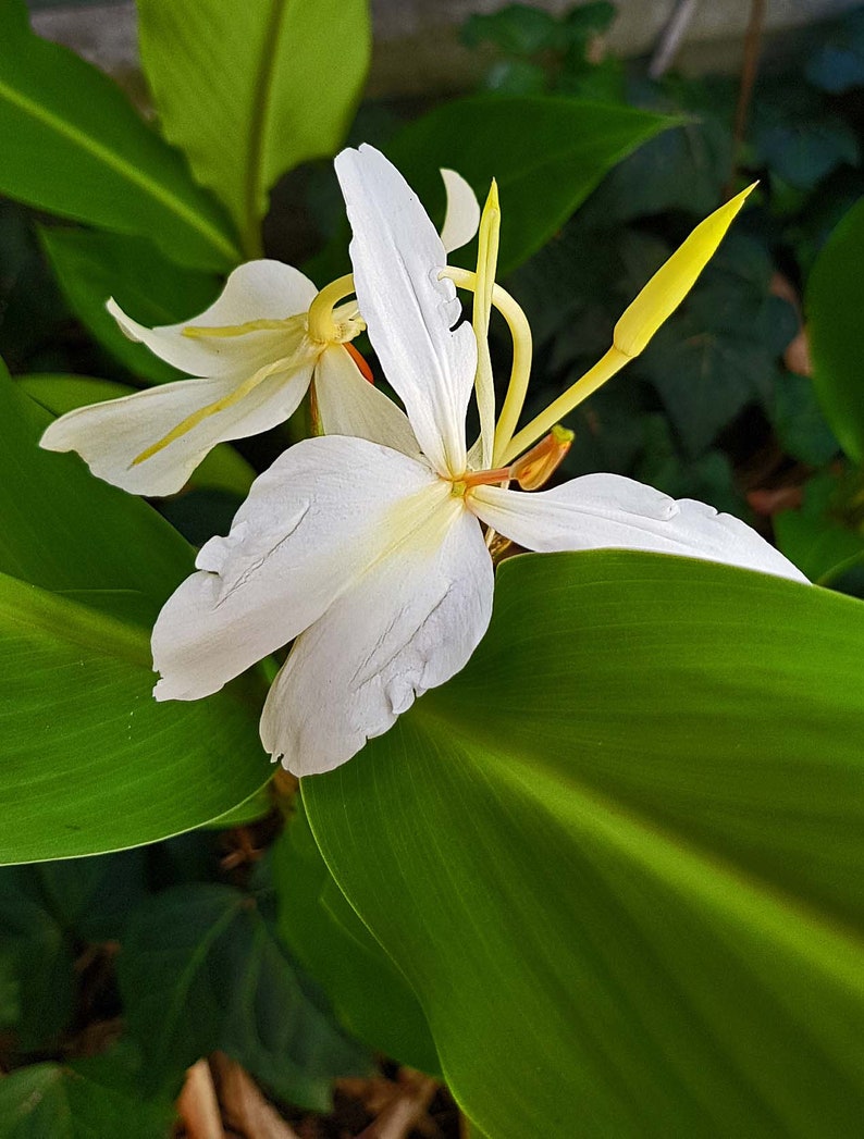 Hawaiian White Ginger Hedychium Coronarium Plant Rhizome Roots Etsy