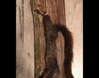 Black squirrel hanging dead mount