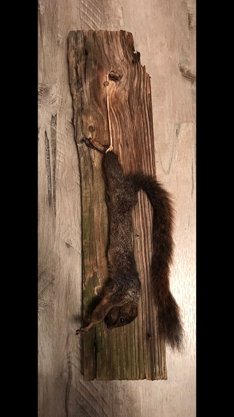 Black squirrel hanging dead mount