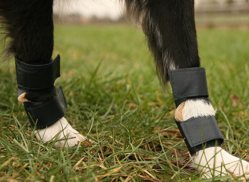 Dog Stopper Pad carpal Pad Protectors Clearance Price. Etsy Australia