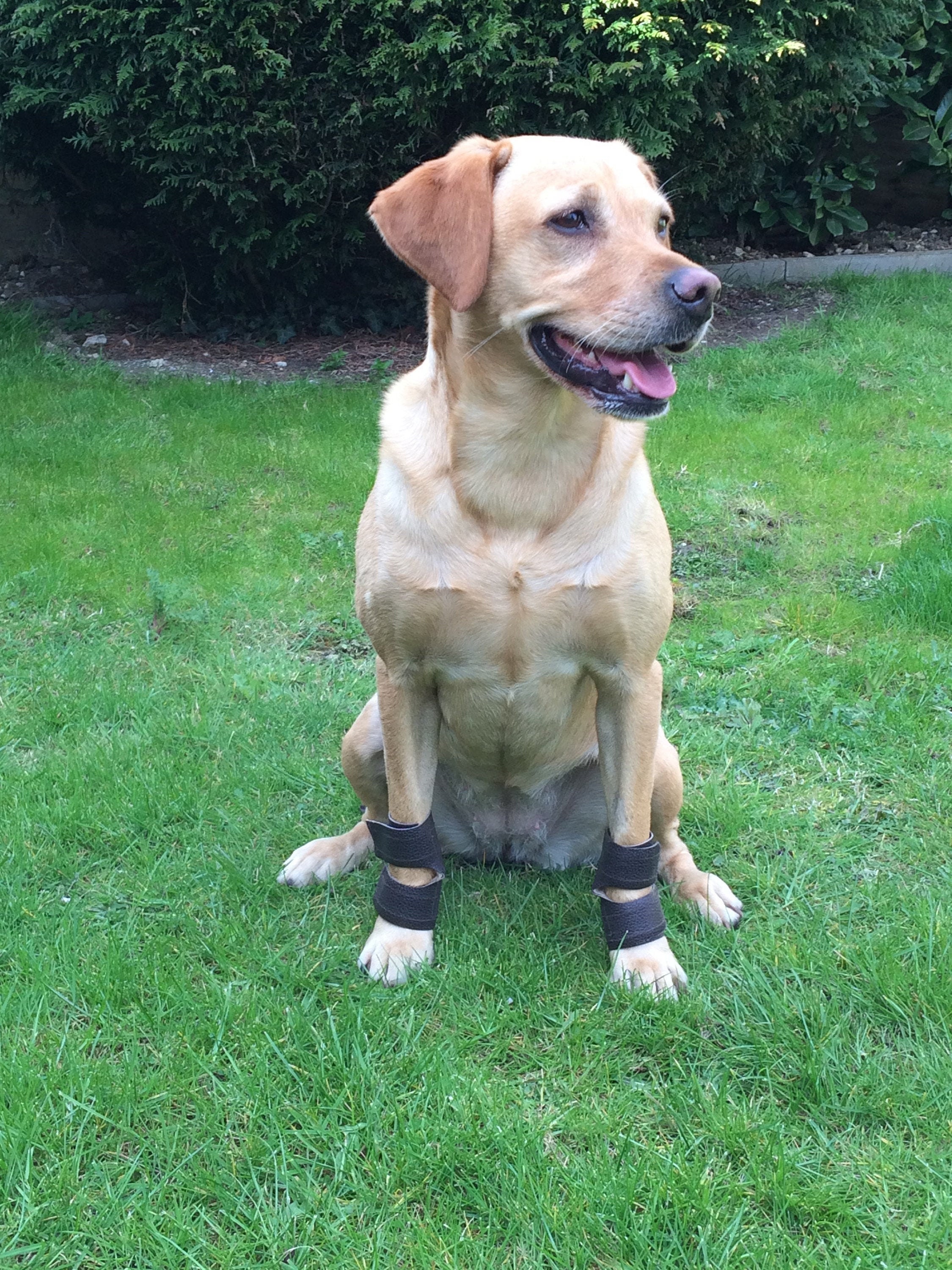 canine carpal pad