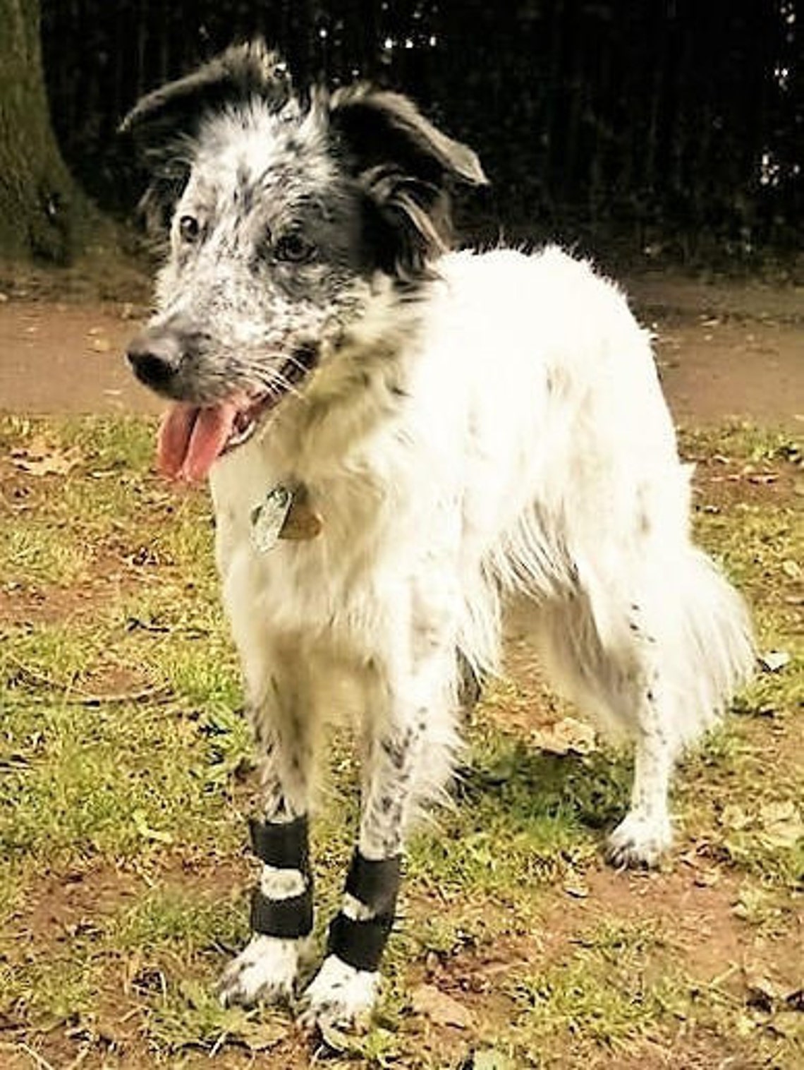 Carpal pad dog Clearance