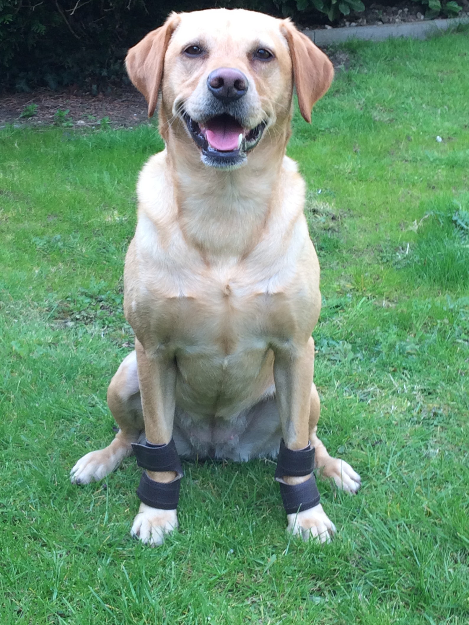 Dog Stopper Pad carpal Pad Protectors Clearance Price. Etsy Australia