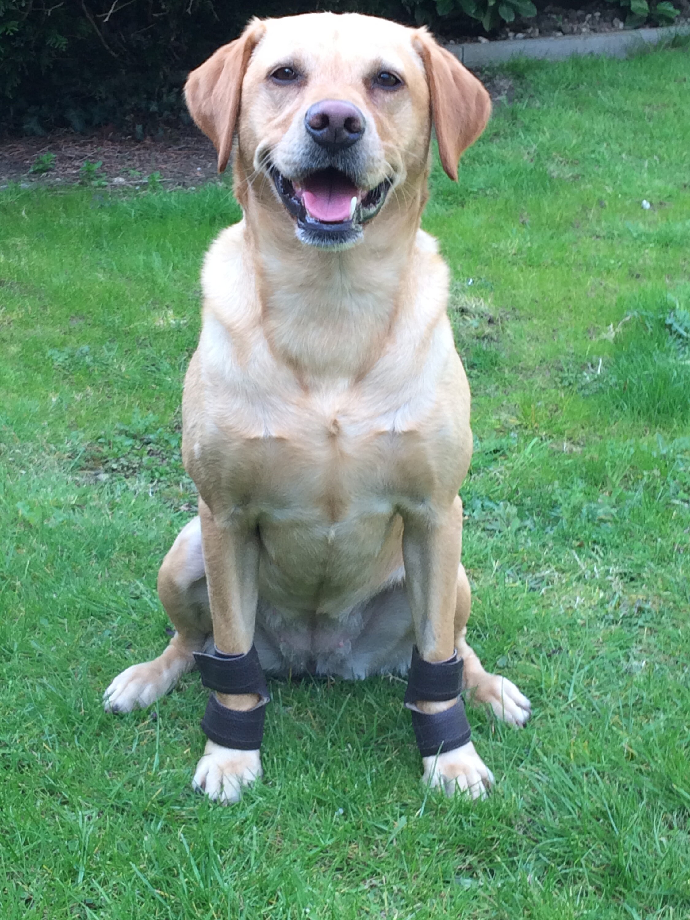 Dog Stopper Pad carpal Pad Protectors Clearance Price. Etsy