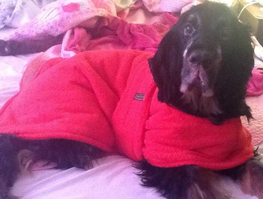 The Ultimate Dog DRYING Coat bathrobe for Your Dog Lasts Etsy