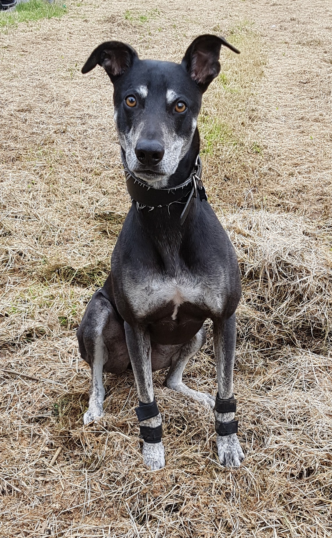 Poppy Red Dog Carpal Pad stopper pad Protectors Avoid Etsy
