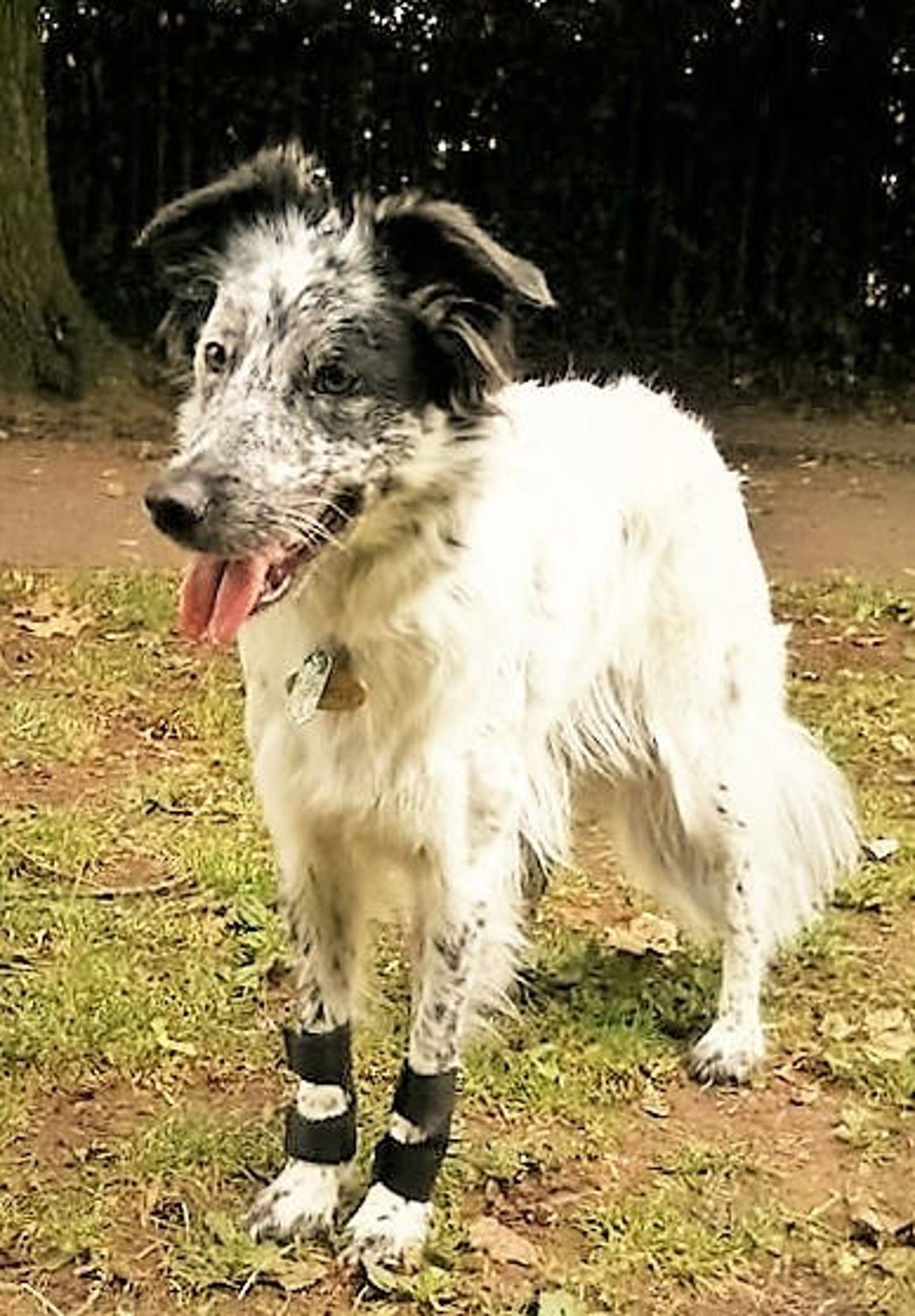 Dog Stopper Pad carpal Pad Protectors Clearance Price. Etsy UK