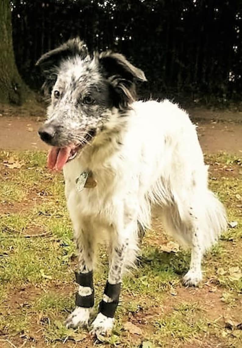 Dog Stopper Pad carpal Pad Protectors Clearance Price. Etsy