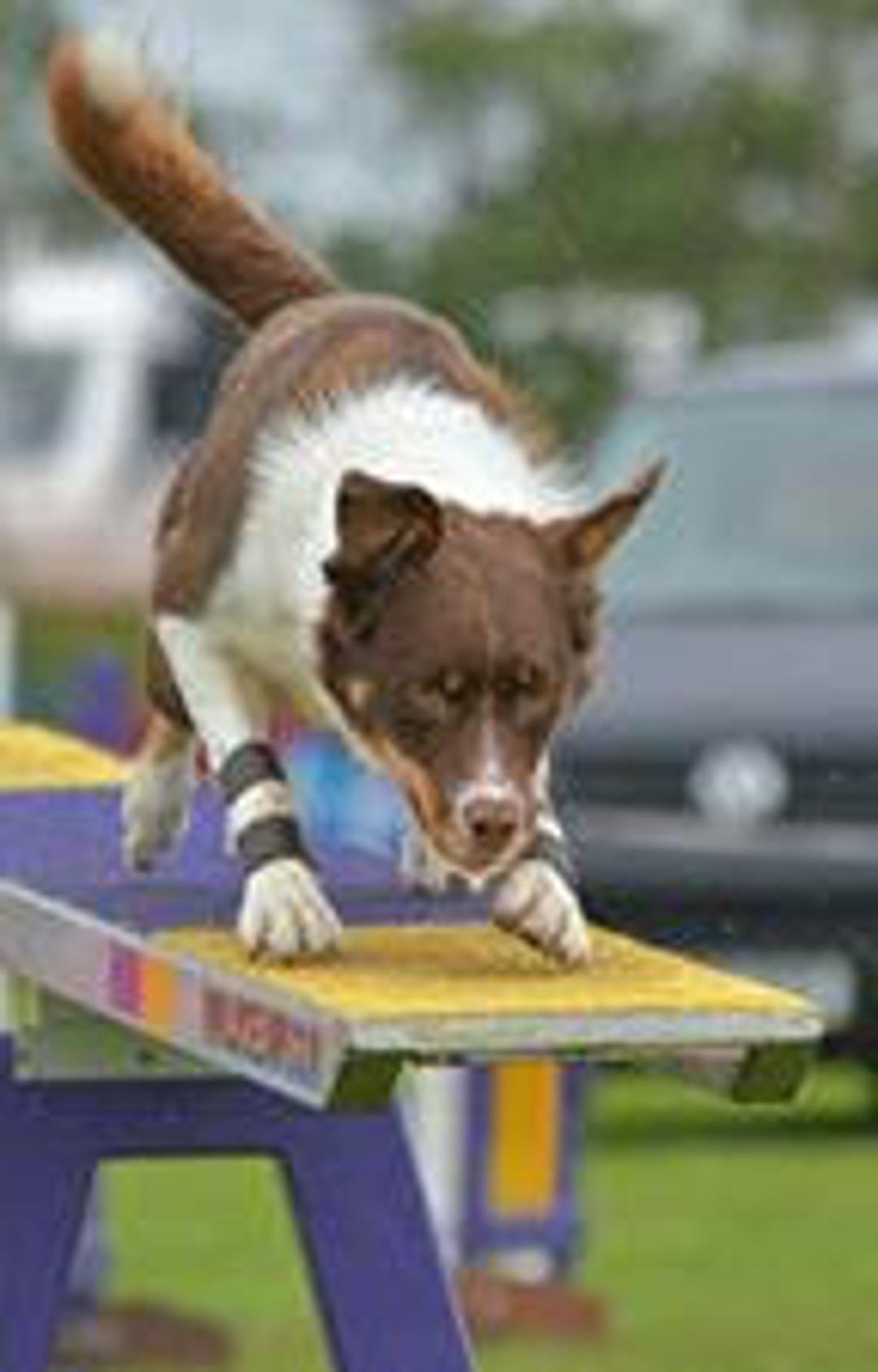 Dog Stopper Pad carpal Pad Protectors Clearance Price. Hard Wearing