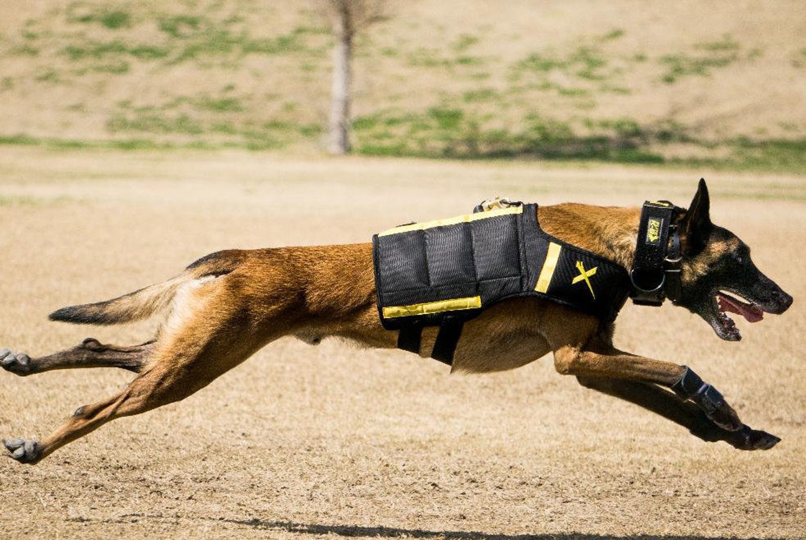 Dog Stopper Pad carpal Pad Protectors Clearance Price. Etsy UK