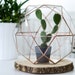 see more listings in the Terrarium Containers section