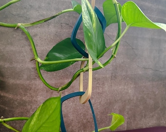 Cadena de plantas modulares: enrejado para plantas de interior de estilo moderno de mediados de siglo