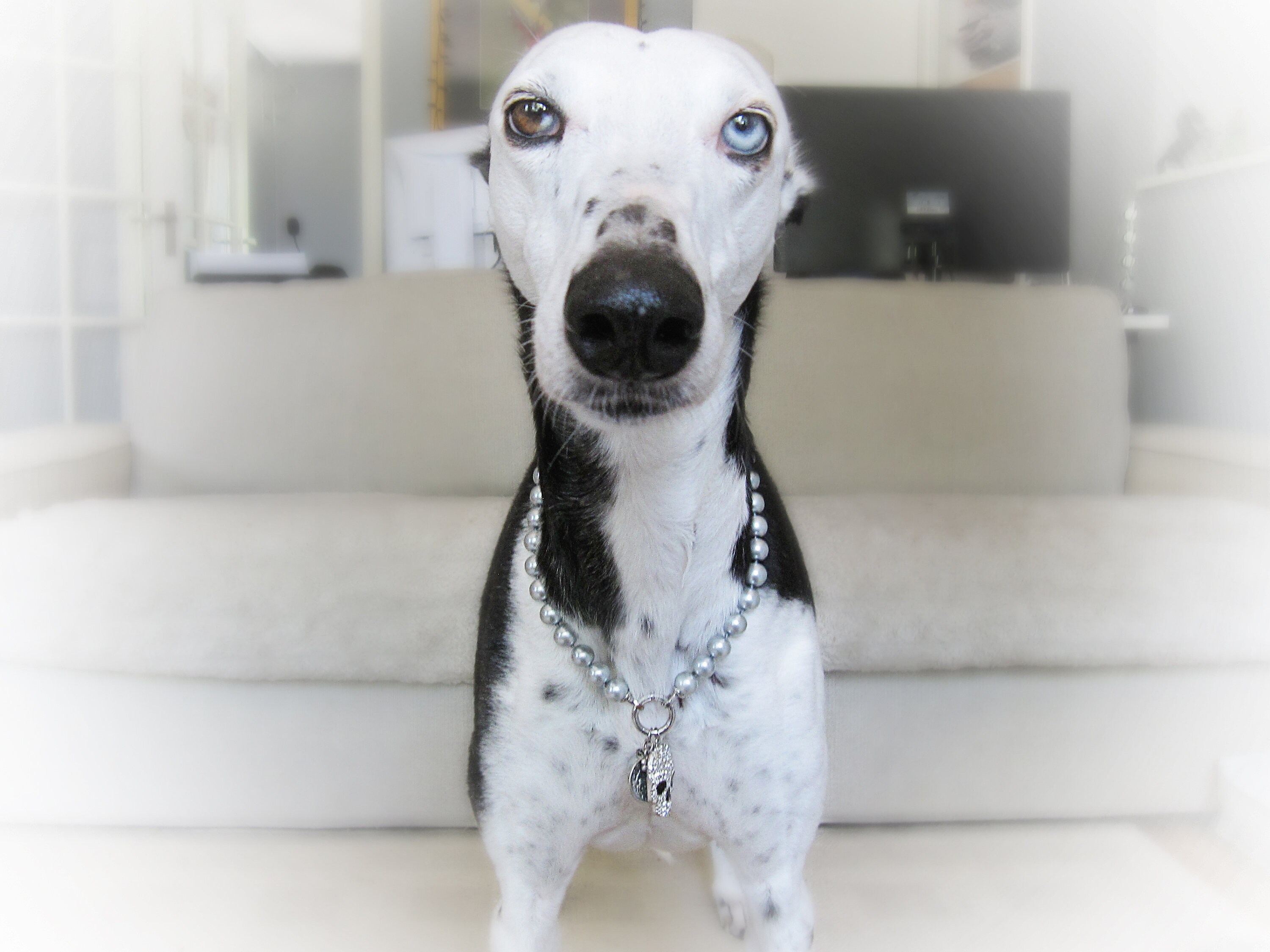 アクセサリー PREEK BAROUQUE PERAL DOG CHOKER NECKLACE BAROQUE PEARL DOG CHOKER – unigem