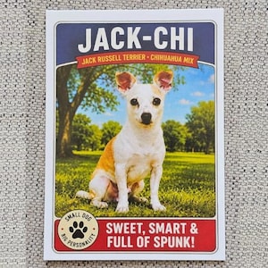 May include: A card with a Jack Russell Terrier and Chihuahua mix dog. The dog is white and tan, sitting on grass. Text at the top reads "JACK-CHI". Below the dog, text says "SWEET, SMART & FULL OF SPUNK!"