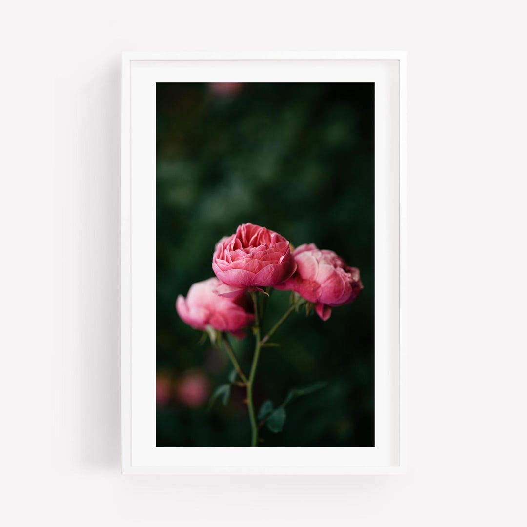 Pink Rose Fine Art Photography Print, Floral Wall Decor - Etsy