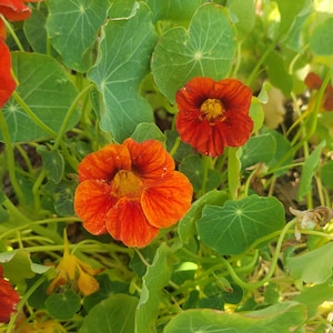 Blumensamen Gartenpflanzen gemischte Kapuzinerkresse Samen