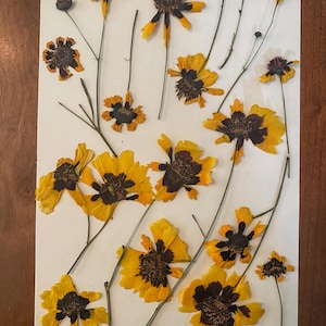Getrocknete und gepresste Coreopsis | Biologisch gewachsene Corepsis
