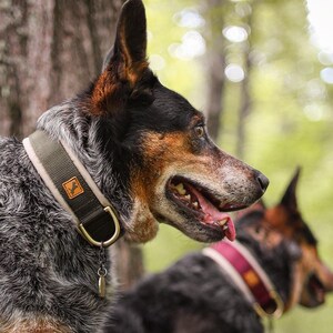 以下が含まれることがあります： 森の中にいる、首輪をした2匹のブルー・ヒーラー犬。手前の犬は緑と白の首輪に茶色の革製のタグをつけている。奥の犬は赤と白の首輪をしている。