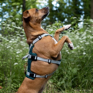 Custom Fit Dog Harness: Hiking Adventure Gear