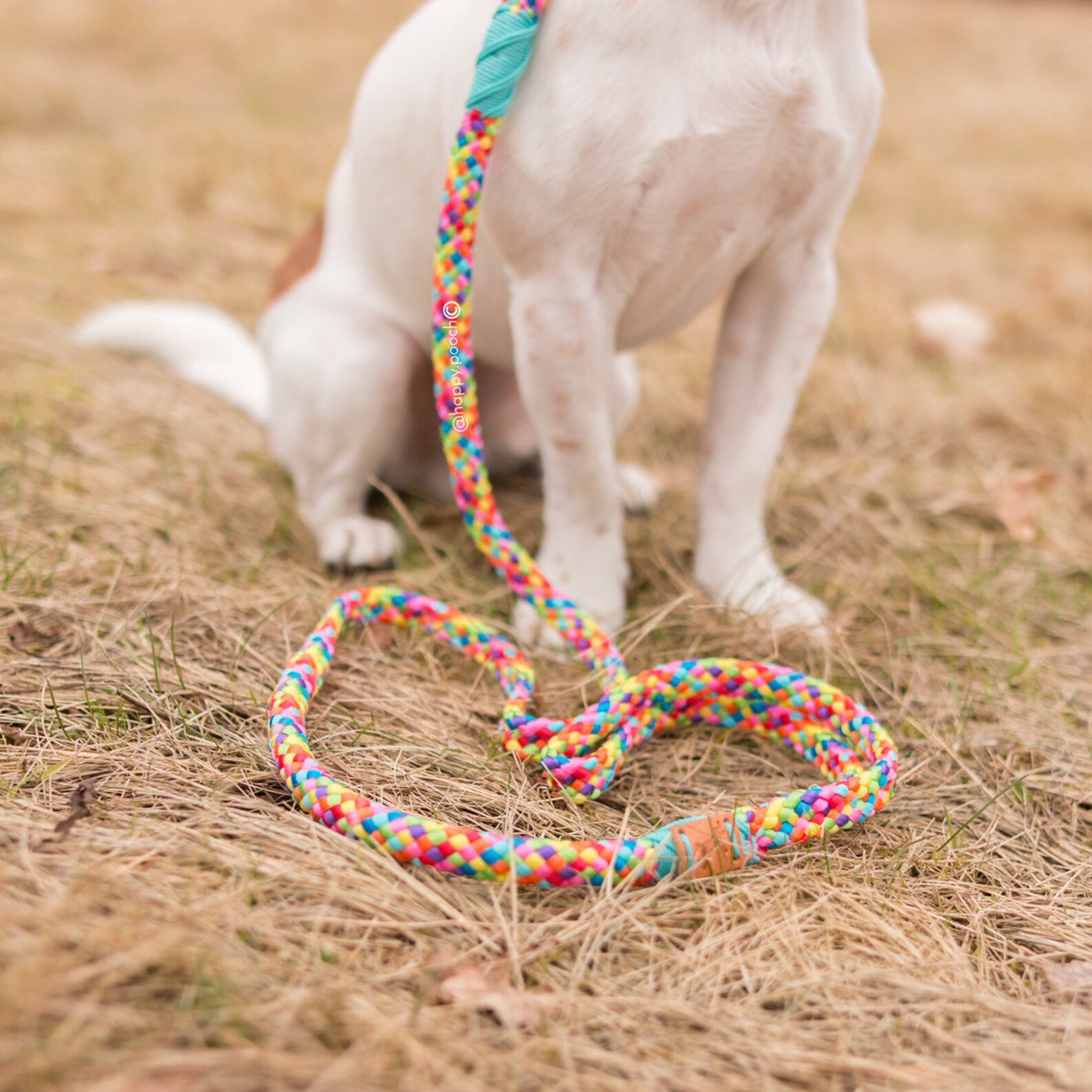 Rainbow Dog Leash Strong Leash Rainbow Dog Lead Rope Leash Etsy