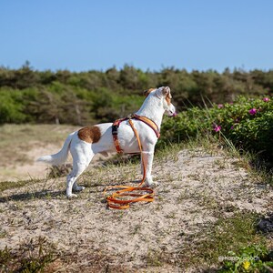 Biothane Dog Leash: Waterproof Vegan Leather with Brass Hardware image 10