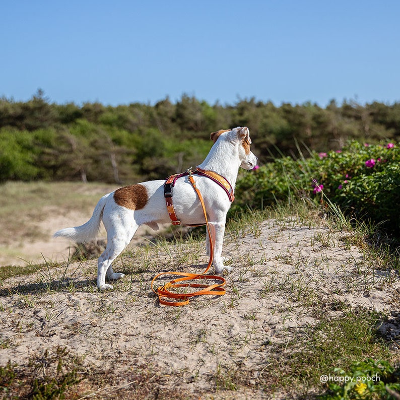 Biothane Dog Leash: Waterproof Vegan Leather with Brass Hardware image 10