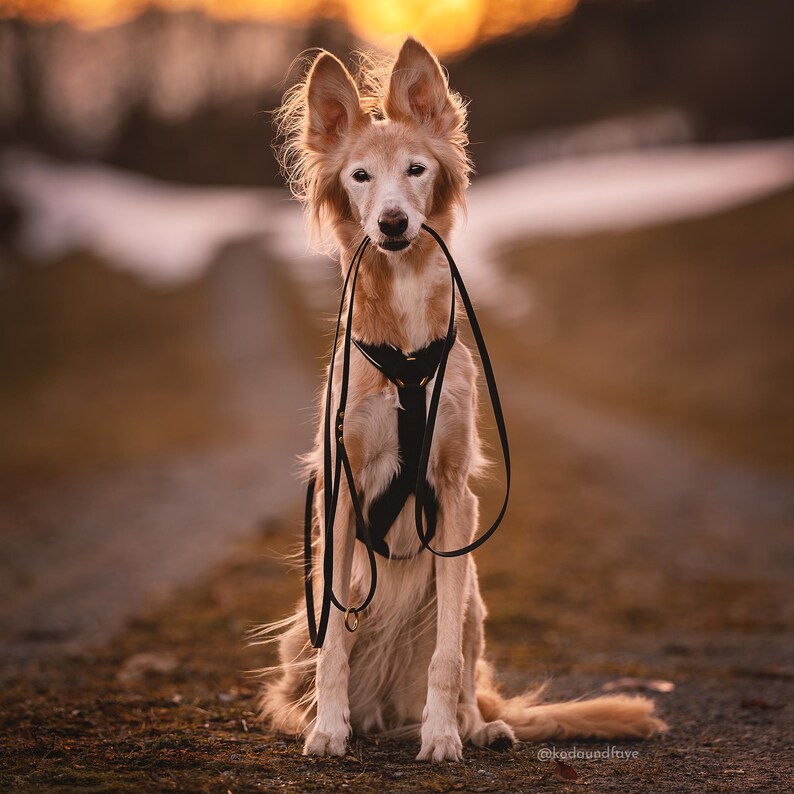 May include: A light brown dog with long, white fur sits on a dirt path. The dog is wearing a black harness and has a black leash wrapped around its neck. The dog is looking directly at the camera.