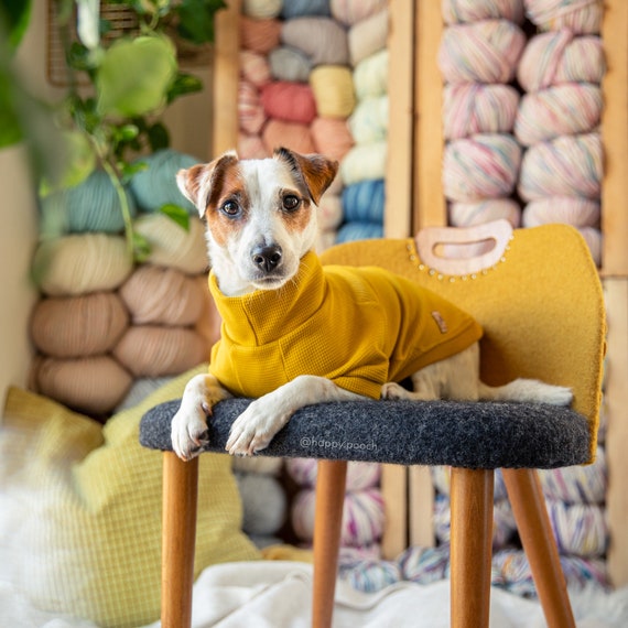 yellow dog jumper