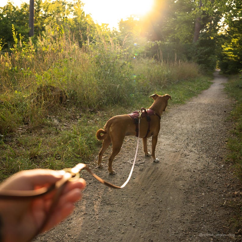 Biothane Dog Leash: Waterproof Vegan Leather with Brass Hardware image 2