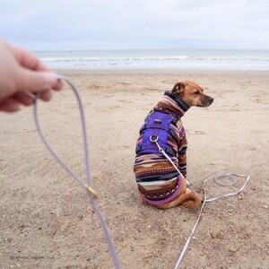 May include: A brown and white dog wearing a purple and brown patterned harness and a purple fleece jacket is sitting on a sandy beach. The dog is attached to a light purple leash.