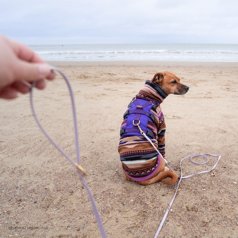 May include: A brown and white dog wearing a purple and brown patterned harness and a purple fleece jacket is sitting on a sandy beach. The dog is attached to a light purple leash.
