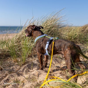 Biothane Dog Leash: Waterproof Vegan Leather with Brass Hardware image 6