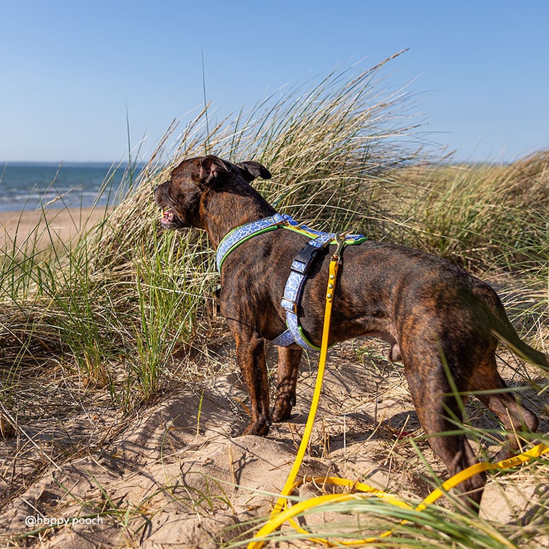Biothane Dog Leash: Waterproof Vegan Leather with Brass Hardware image 6