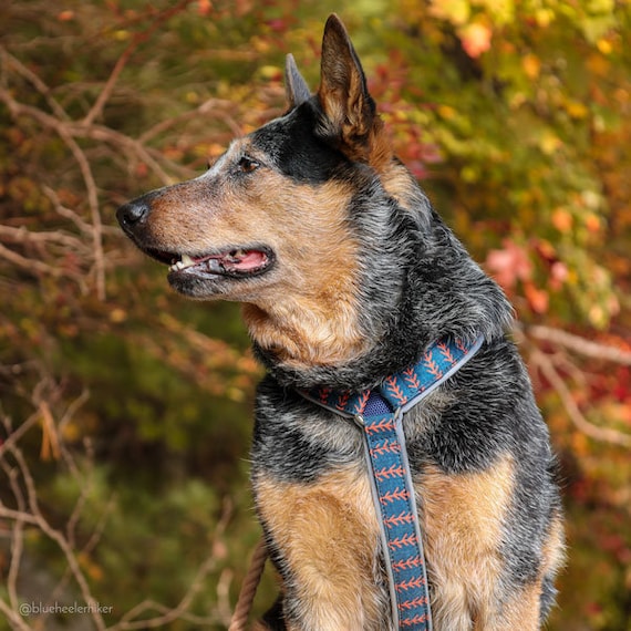 Blue heeler harness 2025