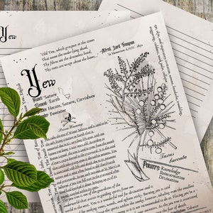 Yew- Grimoire Printable, Book of Shadows Printable, Poisonous Herbs, Wiccan, Witch, Witchcraft, The Poisonous Herb Collection