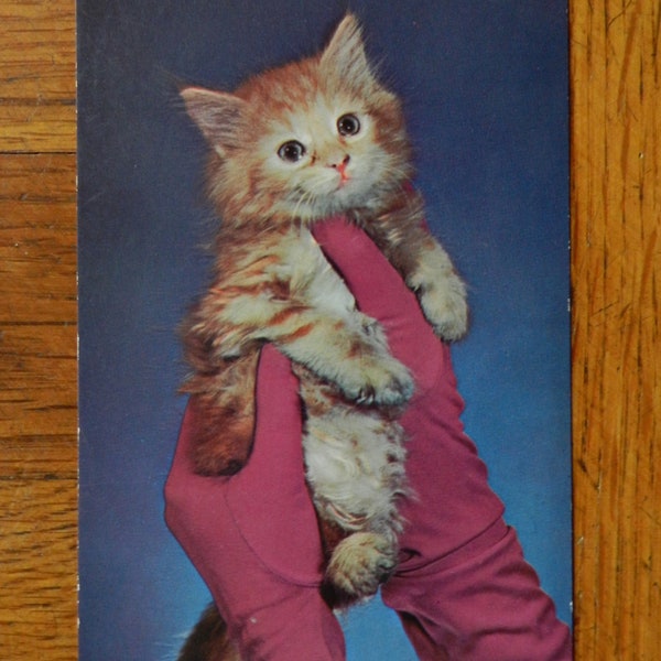 Vintage 70's "Glamour Puss" Postcard