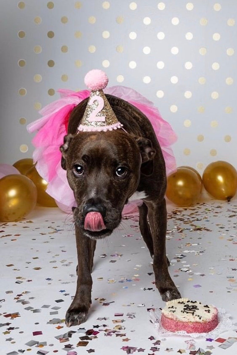 Pet Birthday Hat Dog Birthday Hat Pet Birthday Party Etsy