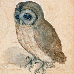 The Litle Owl by Albrecht Durer, Giclee Canvas Print, 8&quot;x11&quot;, flat print, not framed or stretched