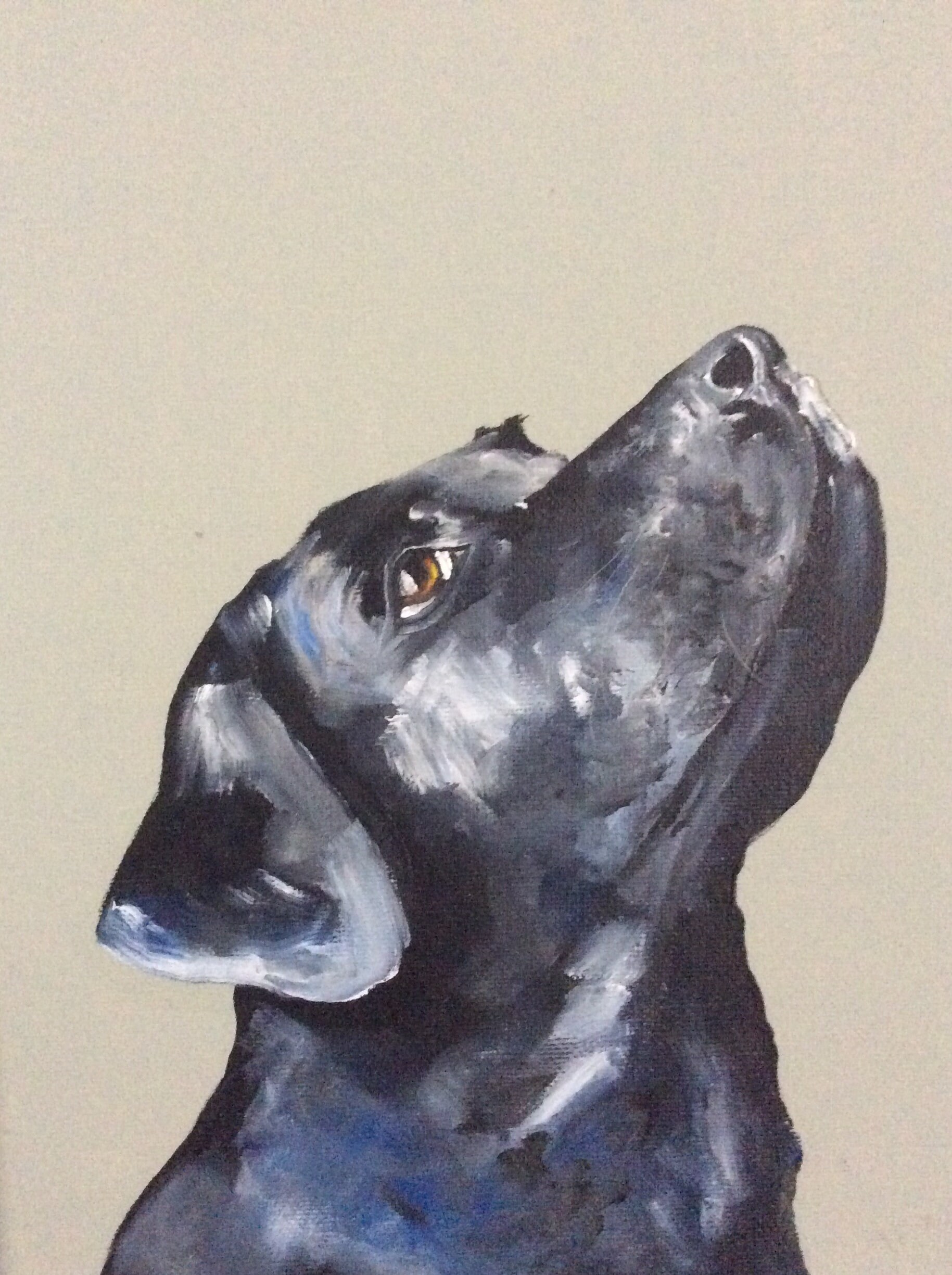 head and shoulders dog